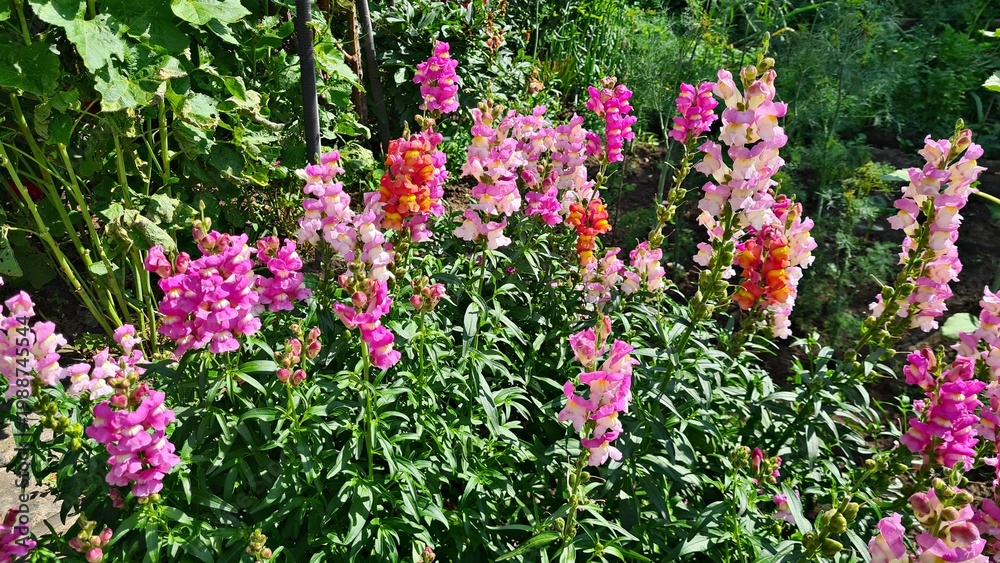 Obraz premium Beautiful multi-colored flowers in flowerbeds and along alleys in city park during summer season