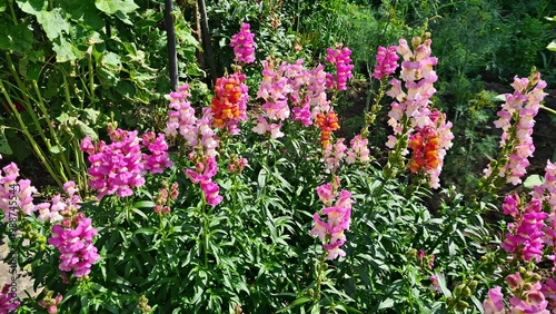 Beautiful multi-colored flowers in flowerbeds and along alleys in city park during summer season