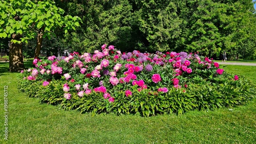 Beautiful multi-colored flowers in flowerbeds and along alleys in city park during summer season
