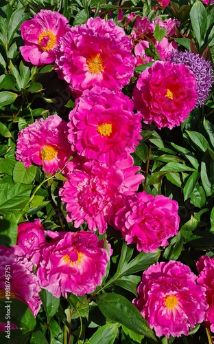 Beautiful multi-colored flowers in flowerbeds and along alleys in city park during summer season