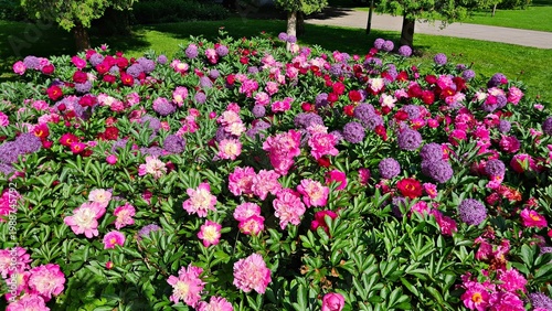 Beautiful multi-colored flowers in flowerbeds and along alleys in city park during summer season