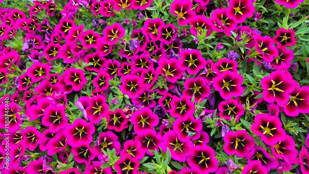 Obraz premium Beautiful multi-colored flowers in flowerbeds and along alleys in city park during summer season