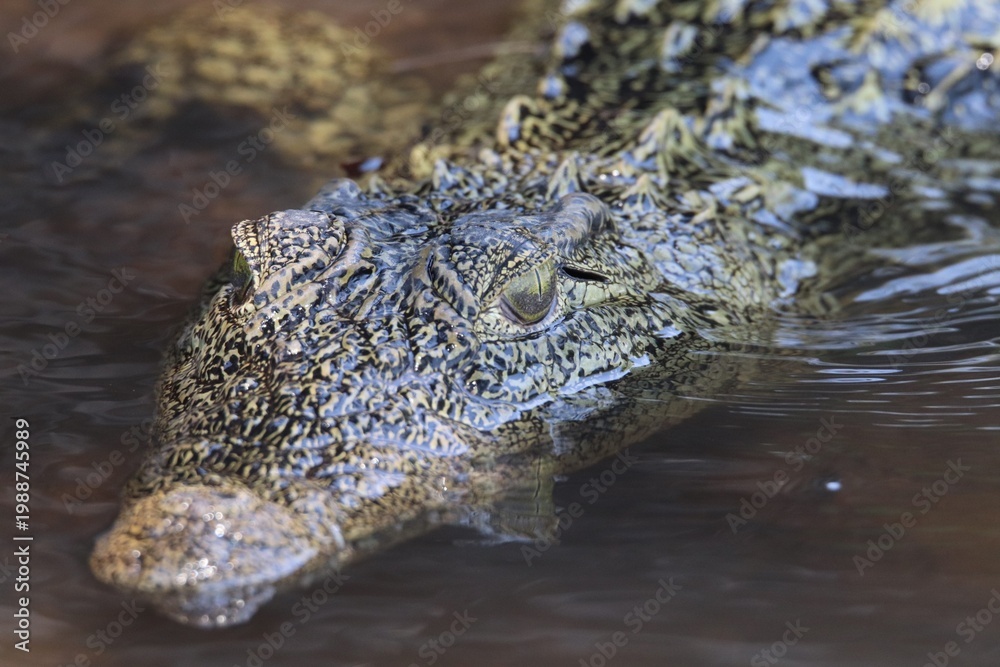 Fototapeta premium close up of a crocodile