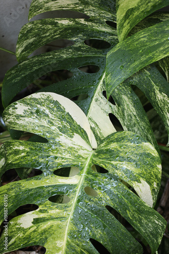 Variegated Monstera deliciosa leaf in tropical garden