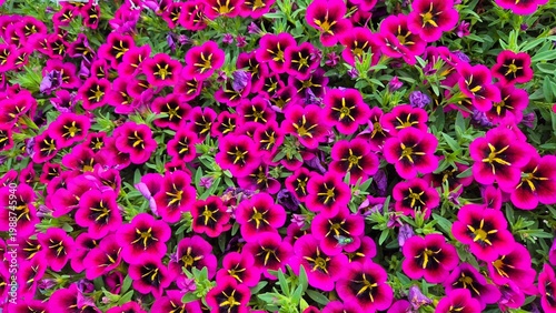 Beautiful multi-colored flowers in flowerbeds and along alleys in city park during summer season