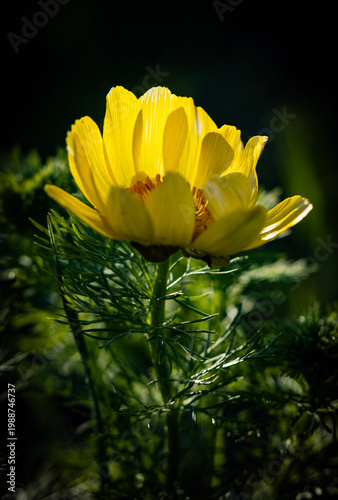 Konstfotografi A bright yellow Adonis vernalis flower glows in a sunlit meadow