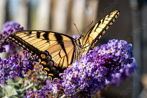 Eastern tiger swallowtail closeup on a butterfly bush