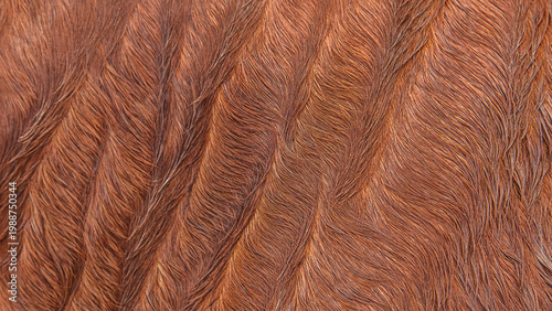 Fotografie Close up brown horse textured