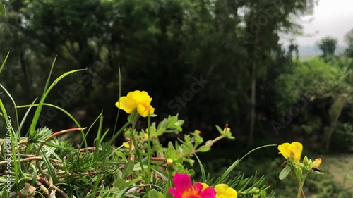 Vibrant Yellow and Pink Portulaca Flowers Blooming Against a Soft Green Backdrop