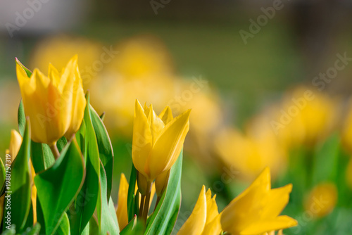 Sunlit yellow tulips bloom in a garden, their pointed petals and fresh green ...