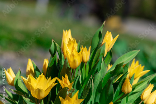 Bright yellow tulips bloom in early spring sunlight, surrounded by fresh gree...