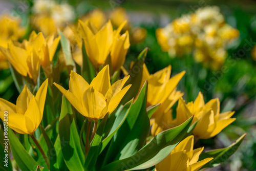 Bright yellow tulips in full bloom capture the joy of spring in a sunlit gard...