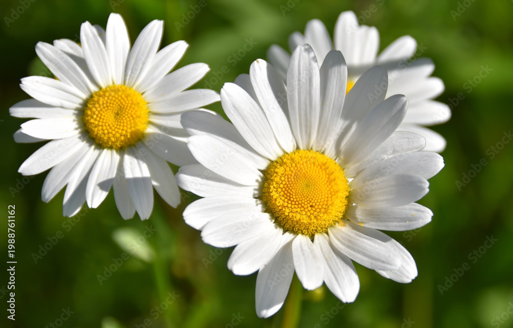 Fototapeta premium Sun-drenched daisies bloom vibrantly in a lush green meadow — soft-focus background creates dreamy depth. Perfect for spring themes, nature backgrounds, wellness, or romantic designs.