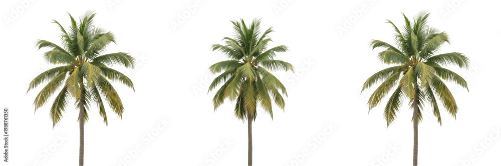 Obraz premium Set of Single Tall Tropical Palm Tree Isolated on White Background, PNG