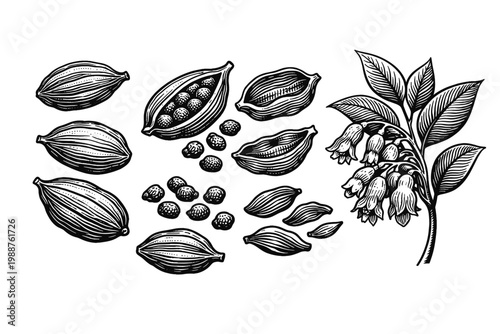 Vintage Hand Drawn Cardamom Engraving Set with Whole Pods, Open Husks, Seeds, and Botanical Branch with Leaves and Flowers. Detailed Woodcut Style Illustration for Spice, Herb, and Food Design.