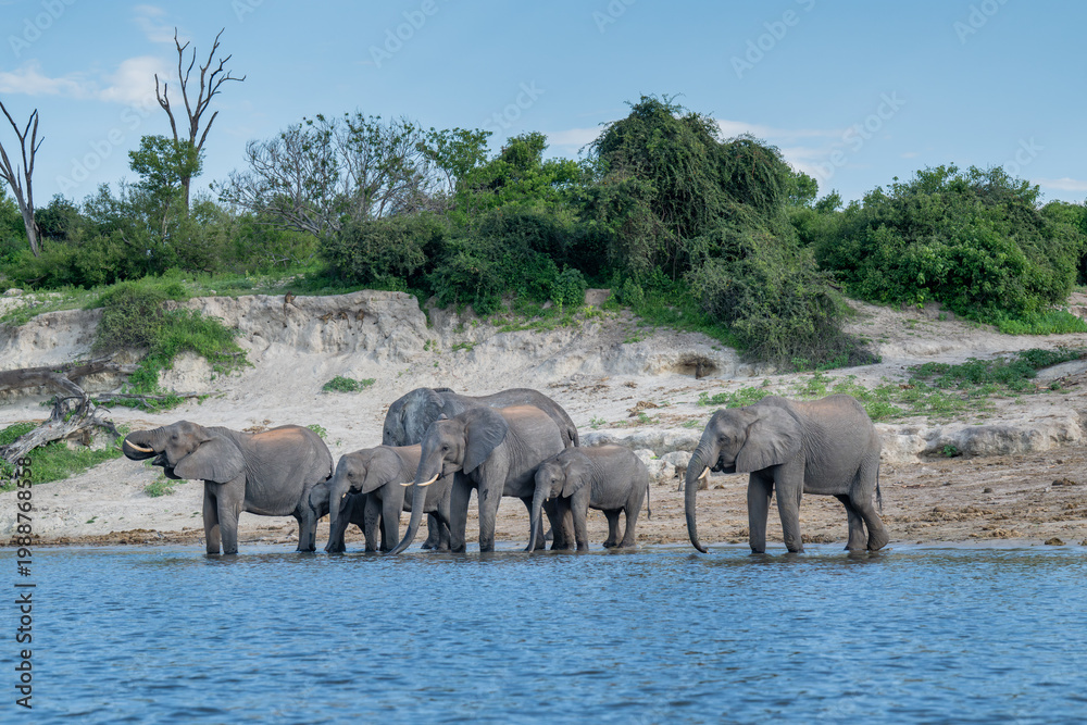 Fototapeta premium African bush elephants drinking from the Chobe River