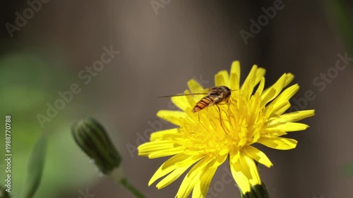 Sirfido Sphaerophoria scripta polinizando una flor de cosconilla en el barranco de la encantada, Beniarrés, España