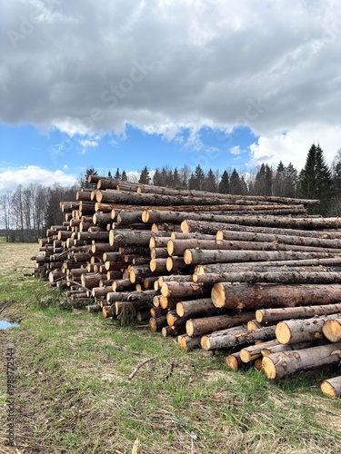 Fotografía Large stack of cut timber logs in a forest clearing under dramatic cloudy sky, f