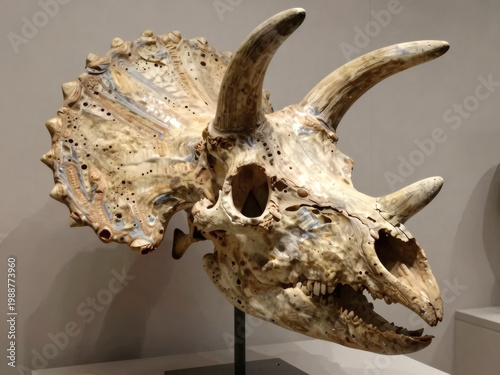 
Detailed triceratops skull. Jurrasic world era dinosaur. evolution of fauna on the Earth
