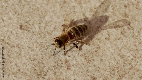 Close-up top view of a honey bee walking on a warm textured surface in sunlight, casting a sharp shadow. Natural behavior, macro wildlife footage with detailed body and wing structure.