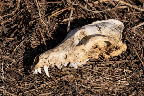 Animal skull on the ground