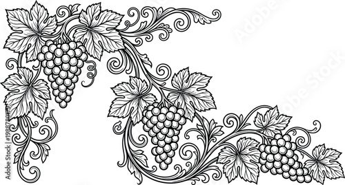 Grapevine decorative illustration, ornamental vine design, grape cluster art, botanical nature graphic, vintage border motif, black-and-white vector drawing