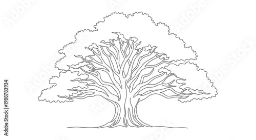 Detailed line drawing of a large mature oak tree with sprawling branches