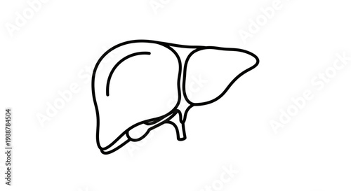 Simple Line Art Illustration of the Human Liver Organ
