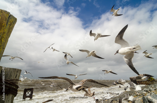 Gulls at Port St Joe, Fl Marina