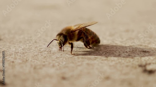 Macro footage of a honey bee turning while grooming, revealing detailed wing veins and body structure in warm sunlight.