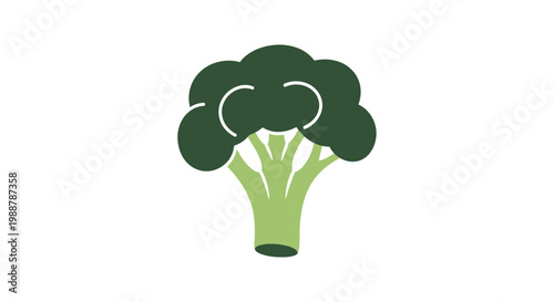 Green Broccoli Vegetable Closeup View.