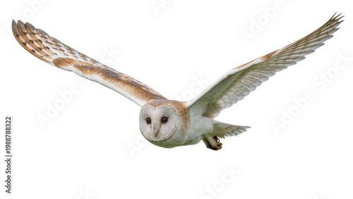 Photos Barn owl with wide spread wings flying, isolated on transparent background