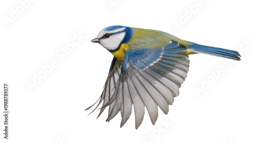 Blue tit bird in flight detailed feathers, isolated on transparent background
