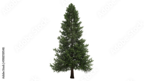 Tall evergreen conifer tree with dense green foliage, isolated on transparent background