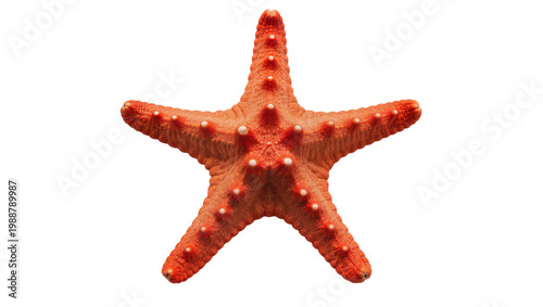 Fotografie Orange starfish with white bumps, isolated on transparent background