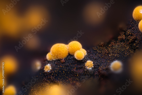 Cacoxenite yellow cristals from Rocabruna mine, Serra de les Ferreres, Spain. Micro photography extreme close-up. microscope mineral crystal photography for Scientific use