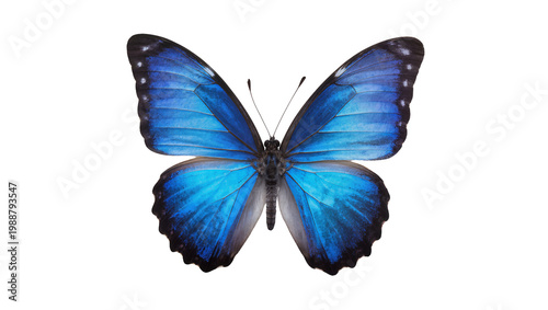 Fotografie Vibrant blue morpho butterfly with detailed wing patterns, isolated on transpare
