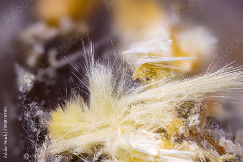 fibrous Mimetite var Prixite. Specimen from Les Molérats, Saint Prix, Saône et Loire, France. Micro photography extreme close-up. microscope mineral crystal photography for Scientific use.