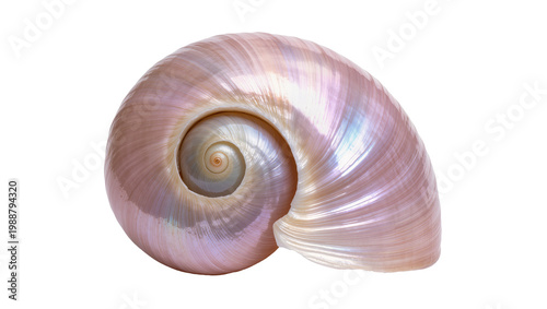 Φωτογραφία Iridescent spiral seashell with pearly pink and blue hues, isolated on transpare