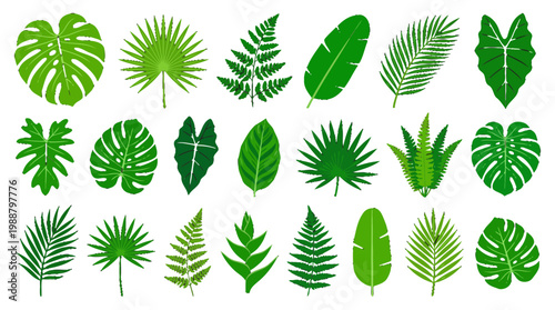 Set of Tropical Palm and Monstera Leaves for Summer Floral Design Elements and Botanical Patterns Isolated on White Background