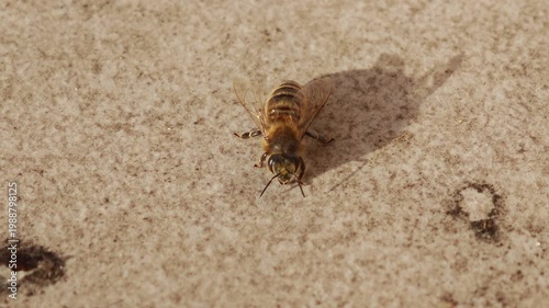 Macro side view of a honey bee grooming itself on a sunlit surface. Detailed natural cleaning behavior with visible legs and antenna movement.
