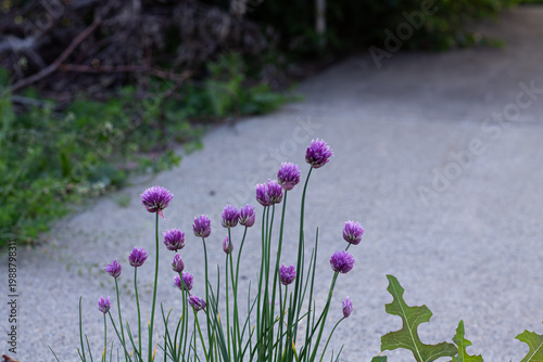 Bild auf Leinwand Back Alley Onion Chives And Purple Blossoms