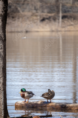 Couple de canard sur branche près d'une rivière, jour, vertical