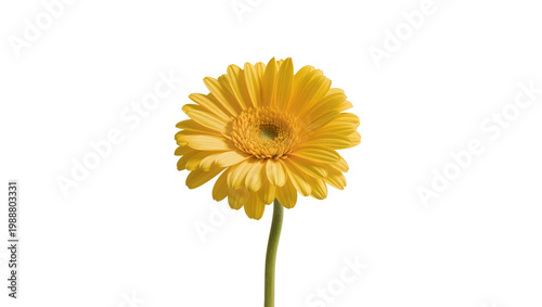 Photos Bright yellow Gerbera daisy flower with green stem, isolated on transparent back