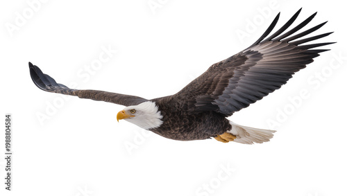 Obraz na plátně Majestic bald eagle with spread wings soaring, isolated on transparent backgroun