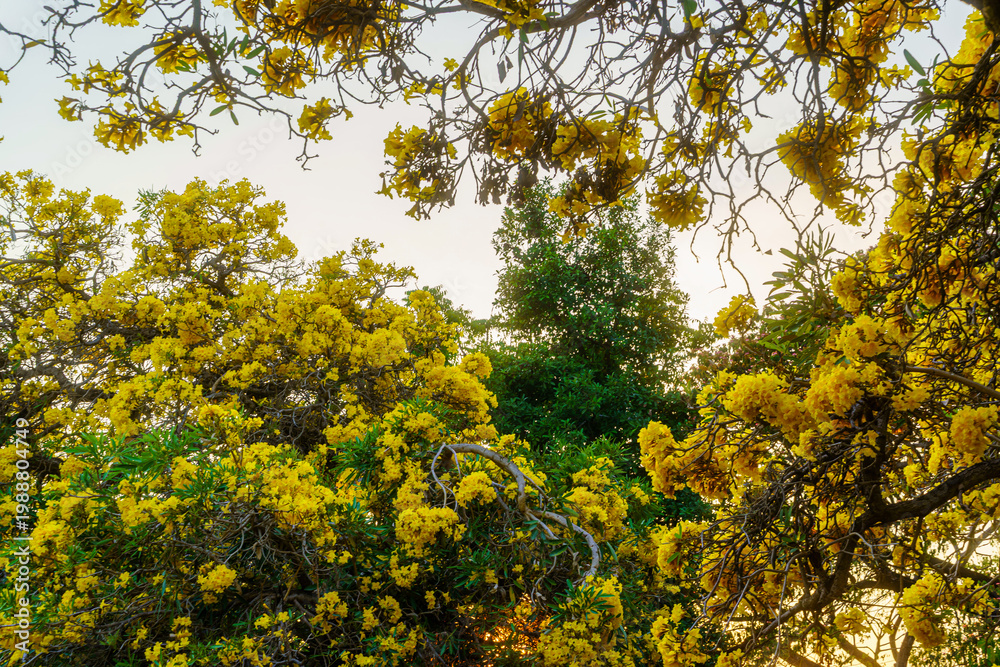 Fototapeta premium Beautiful blooming Yellow Golden trumpet tree or Tabebuia aurea roadside of the Yellow that are blooming with the park in spring day in the garden and sunset sky background in Thailand.