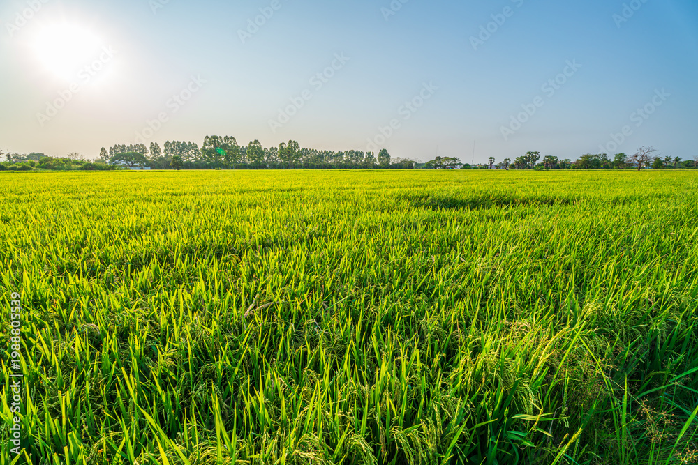 Fototapeta premium Scenic view landscape of Rice field green grass with field cornfield or in Asia country agriculture harvest with fluffy clouds blue sky sunset evening background.