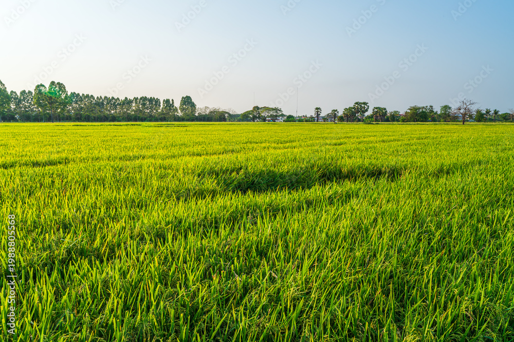 Fototapeta premium Scenic view landscape of Rice field green grass with field cornfield or in Asia country agriculture harvest with fluffy clouds blue sky sunset evening background.