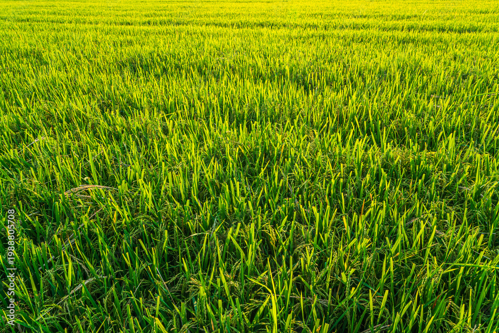 Fototapeta premium Scenic view landscape of Rice field green grass with field cornfield or in Asia country agriculture harvest with fluffy clouds blue sky sunset evening background.