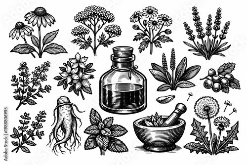 Vintage hand drawn botanical illustrations of medicinal herbs including lavender, chamomile, echinacea, and ginseng with a glass apothecary bottle and mortar and pestle in woodcut engraving style.